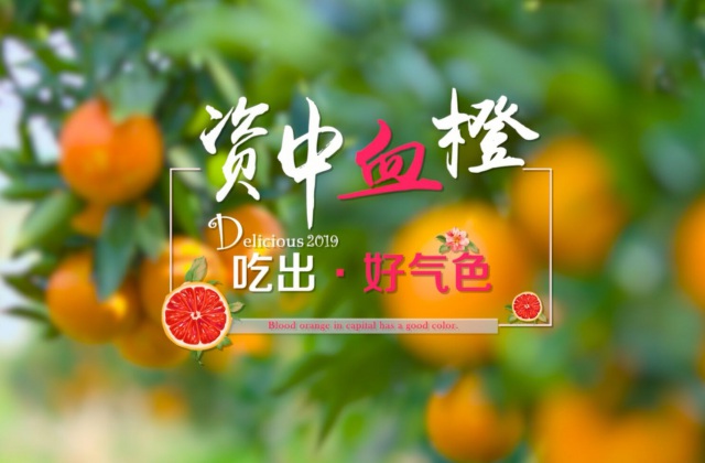 資中血橙產(chǎn)業(yè)宣傳片